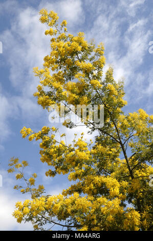 Mimosa fleurs en détail Banque D'Images
