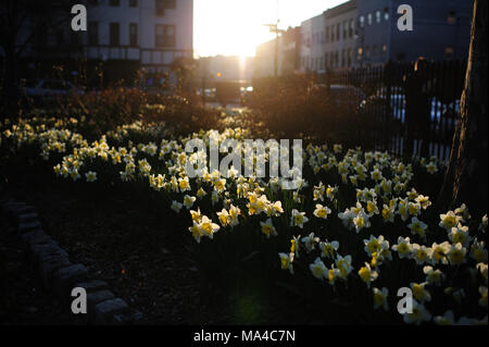 Les rayons du soleil frappent un lit de la fleur floraison des jonquilles au coucher du soleil, à Monseigneur McGolrick Park à Greenpoint, Brooklyn, New York, avril 2013. Banque D'Images