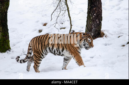 La stimulation d'un tigre dans la neige dans le Highland Wildlife Park dans le Parc National de Cairngorms Banque D'Images