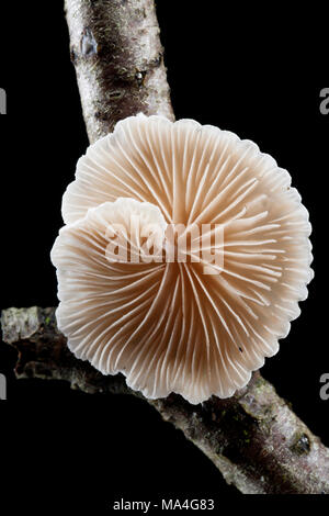 Un spécimen de Crepidotus cesatii champignons, qui pousse sur les rameaux morts dans la New Forest Hampshire England UK GO Banque D'Images