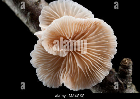 Un spécimen de Crepidotus cesatii champignons, qui pousse sur les rameaux morts dans la New Forest Hampshire England UK GO Banque D'Images