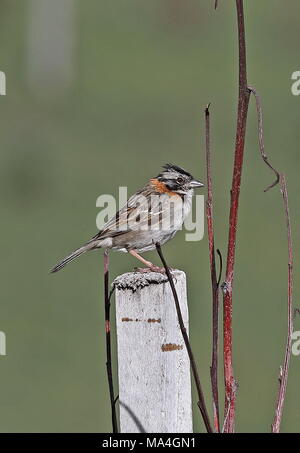 Bruant à tête (Zonotrichia capensis) adulte perché sur l'Équateur, Antisana post Février Banque D'Images