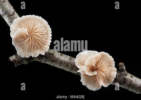 Un spécimen de Crepidotus cesatii champignons, qui pousse sur les rameaux morts dans la New Forest Hampshire England UK GO Banque D'Images