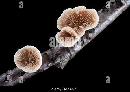 Un spécimen de Crepidotus cesatii champignons, qui pousse sur les rameaux morts dans la New Forest Hampshire England UK GO Banque D'Images