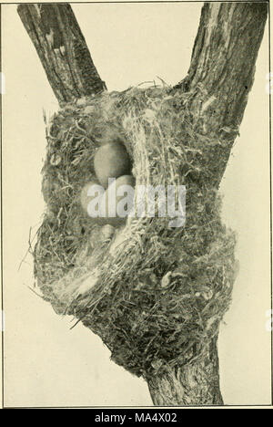 . L'Emu : organe officiel de l'Australasian Ornithologists' Union Banque D'Images