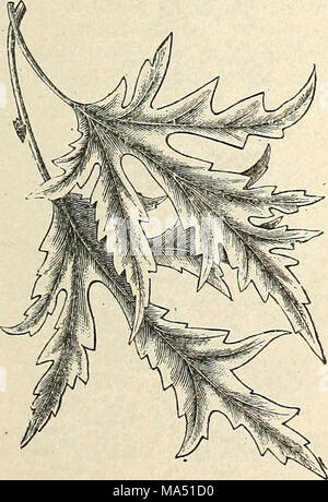 . Ellwanger &AMP ; Barry's catalogue général : pépinières de Mount Hope Banque D'Images