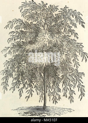 . Ellwanger &AMP ; Barry's catalogue descriptif de hardy, arbres et arbustes d'ornement, roses, etc., etc., etc. Banque D'Images