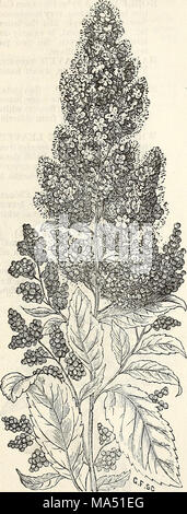 . Ellwanger &AMP ; Barry's catalogue descriptif de hardy, arbres et arbustes d'ornement, roses, etc., etc., etc. Banque D'Images