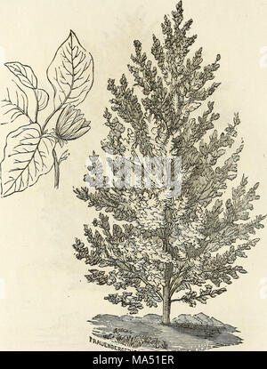 . Ellwanger &AMP ; Barry's catalogue descriptif de hardy, arbres et arbustes d'ornement, roses, etc., etc., etc. Banque D'Images