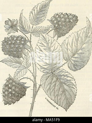. Ellwanger &AMP ; Barry's catalogue descriptif des fruits Banque D'Images