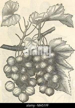 . Ellwanger &AMP ; Barry's catalogue descriptif des fruits Banque D'Images