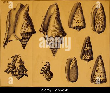 . Éléments de conchyliologie, ou, une introduction à la connaissance de coquilles Banque D'Images