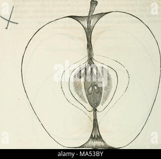 . Elliott's fruit livre ; ou, l'American Fruit Grower's guide en verger et jardin. Être un compend de l'histoire, modes de propagation, de la culture, etc., d'arbres fruitiers et d'arbustes, avec des descriptions de presque toutes les variétés de fruits cultivés dans ce pays ; des notes de leur adaptation à des localités et les sols, et aussi une liste complète des des fruits dignes de la culture Banque D'Images