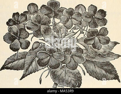 . Catalogue 1894 d'Elliott Banque D'Images