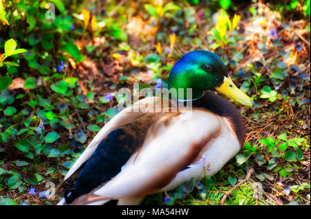 Un Mallard Drake reposant parmi les fleurs sauvages sur le dos d'un étang Banque D'Images