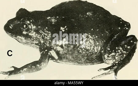 . L'Eleutherodactylus des pentes de l'Amazonie Andes équatoriennes (Anura : amphibien) Banque D'Images