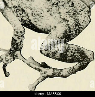 . L'Eleutherodactylus des pentes de l'Amazonie Andes équatoriennes (Anura : amphibien) Banque D'Images