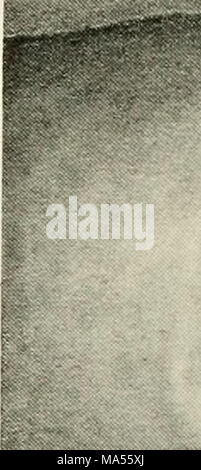 . L'Eleutherodactylus des pentes de l'Amazonie Andes équatoriennes (Anura : amphibien) Banque D'Images