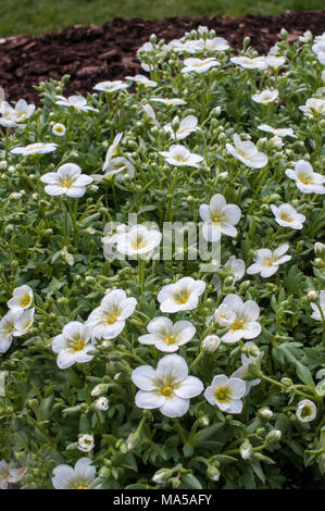 Touffe formant Saxifraga 'Peter Pan' blanc entrée en fleur au début du printemps. Banque D'Images