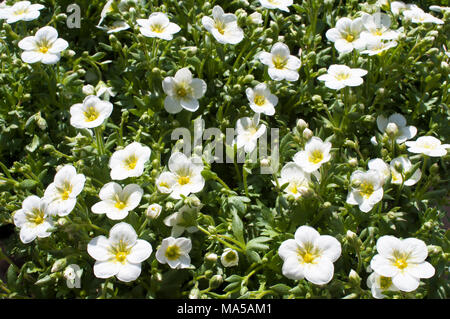 Touffe formant Saxifraga 'Peter Pan' blanc entrée en fleur au début du printemps. Banque D'Images