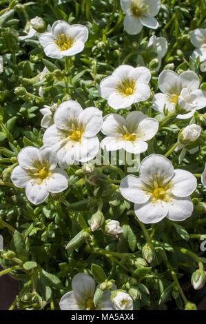 Touffe formant Saxifraga 'Peter Pan' blanc entrée en fleur au début du printemps. Banque D'Images