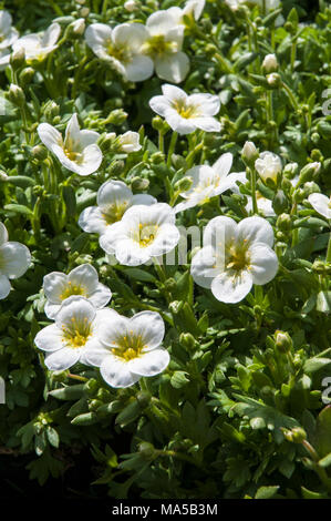 Touffe formant Saxifraga 'Peter Pan' blanc entrée en fleur au début du printemps. Banque D'Images