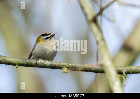 Une firecrest est assis sur une branche Banque D'Images