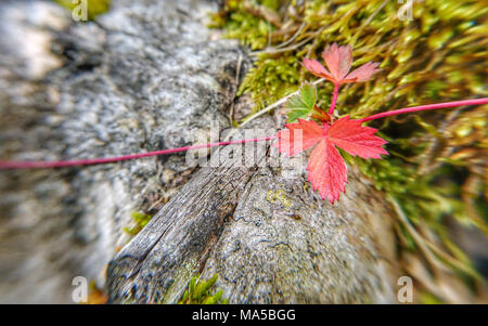 Bois, feuilles de fraisier, automne, flou Banque D'Images