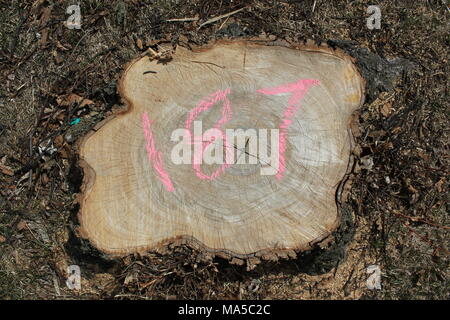 La section de ligne fraîchement coupé d'un bel arbre avec le nombre 187 écrit sur l'arbre nouvellement exposés joints toriques avec de la craie. Banque D'Images