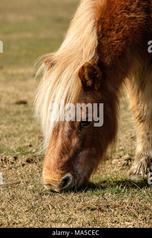 Poney Shetland Le pâturage Le parc national New Forest Banque D'Images