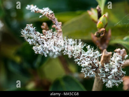 Un plan macro sur un certain lichen poussant sur la branche d'un arbuste. Banque D'Images