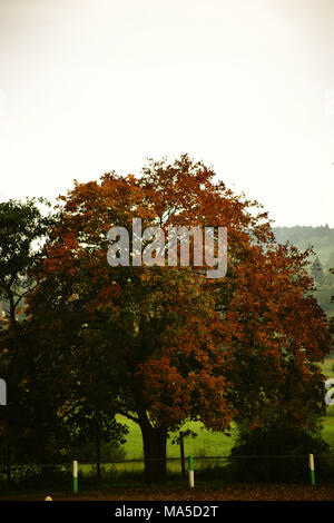 Arbre d'érable en automne avec brown / feuilles rouges au bord du champ, Banque D'Images