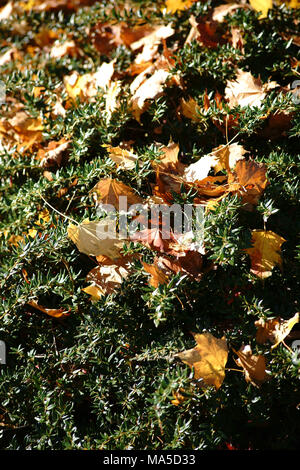 Arbuste vert jaune avec de nombreuses feuilles d'automne sur les branches, Banque D'Images