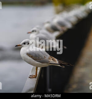 Mouettes sur main courante sur la rive Banque D'Images