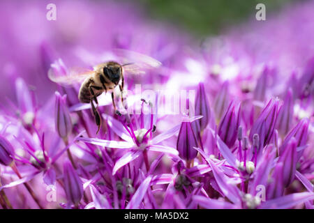 Abeille sur allium géant Banque D'Images