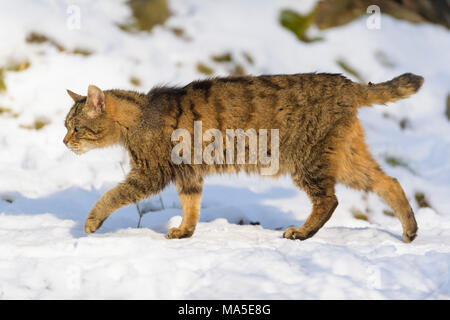 Chat sauvage, Felis silvestris, en hiver, l'Allemagne, de l'Europe Banque D'Images