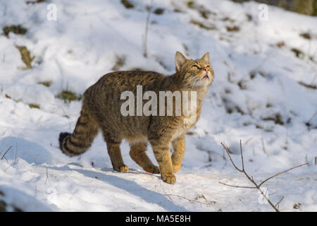 Chat sauvage, Felis silvestris, en hiver, l'Allemagne, de l'Europe Banque D'Images