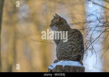 Chat sauvage, Felis silvestris, en hiver, l'Allemagne, de l'Europe Banque D'Images