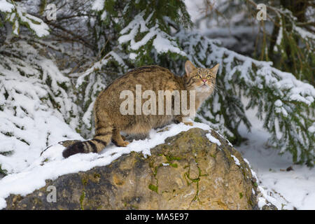 Chat sauvage, Felis silvestris, en hiver, l'Allemagne, de l'Europe Banque D'Images