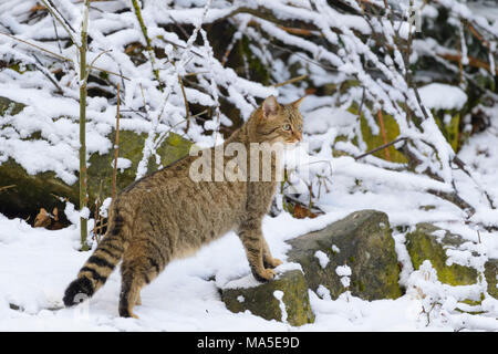 Chat sauvage, Felis silvestris, en hiver, l'Allemagne, de l'Europe Banque D'Images