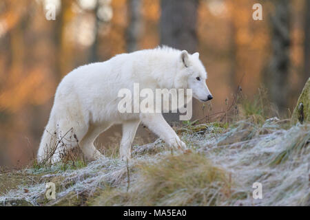 Le loup arctique, le loup polaire, Canis lupus arctos, en hiver, Allemagne Banque D'Images