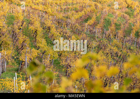 Vignobles de vin prosecco à l'automne, la route du vin, valdobbiadene, Trévise, Vénétie, Italie Banque D'Images