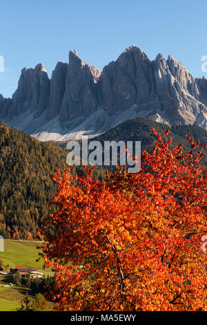 Groupe de Odle, Magdalena S. Funes Vallée, Dolomites, le Tyrol du Sud, Bolzano, Italie. Banque D'Images