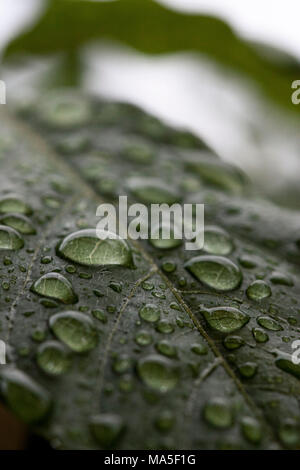 Gouttes de pluie Banque D'Images