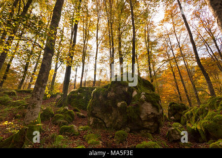 Forêt de Cansiglio, Malcontenta, Trévise, Vénétie, Italie. Banque D'Images