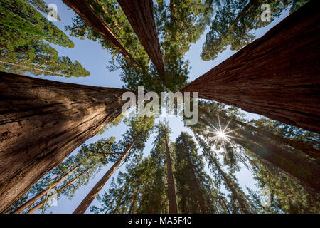 Les arbres Séquoia géant à Sequoia et Kings Canyon National Park, San Francisco, la Sierra Nevada, en Californie, USA Banque D'Images