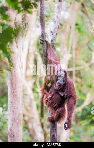 Orang-outan, pongo pygmaeus, parc national de Tanjung Puting, centre de Kalimantan, Bornéo, Indonésie, Asie Banque D'Images