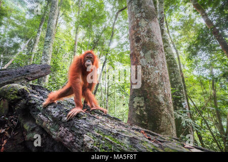 L'orang-outan, Pongo Abelii Sumatra, parc national de Gunung Leuser, Sumatra, Indonésie Banque D'Images