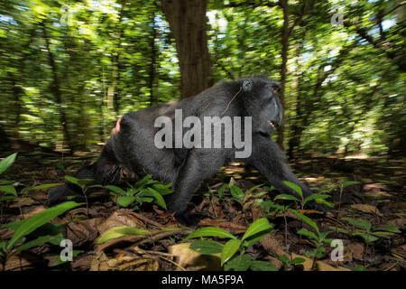 Black crested macaque, Macaca nigra, Parc National de Tangkoko, dans le nord de Sulawesi, Indonésie Banque D'Images