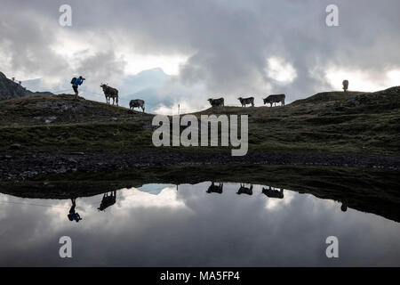 Silhouettes de vaches reflète dans lac alpin, col de la Bernina, vallée de Poschiavo, canton des Grisons, Engadine, Suisse Banque D'Images